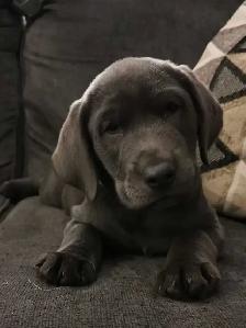 PUREBRED SILVER and CHARCOAL LABRADOR RETRIEVERS - Photo 10