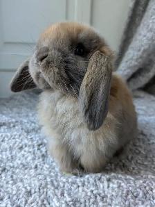 Purebred Holland Lop Doe - 8 Week Old Baby Bunny