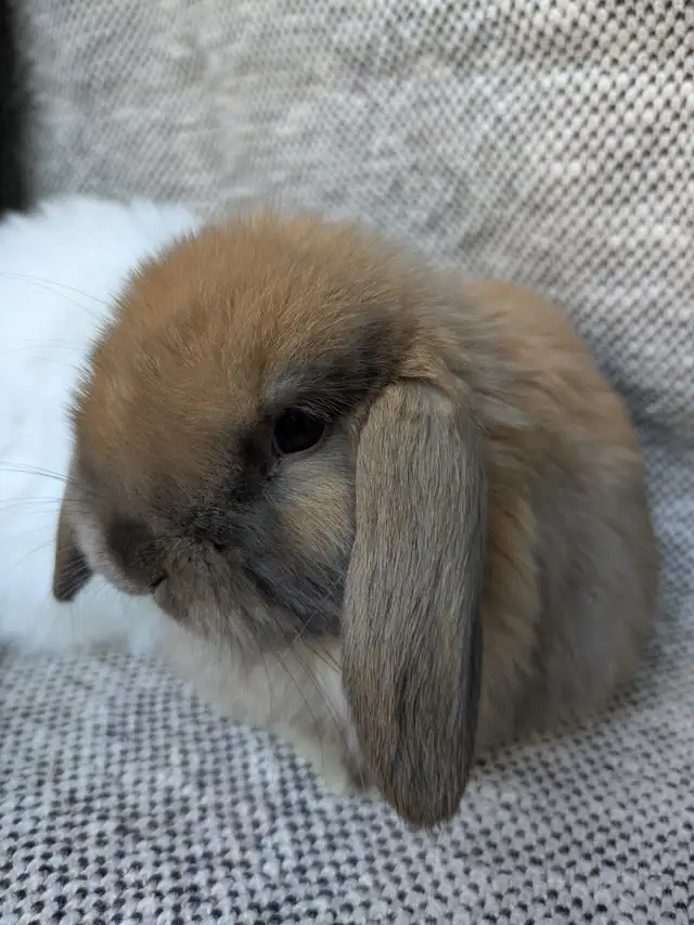 Purebred Holland Lop Doe - 8 Week Old Baby Bunny - Photo 2
