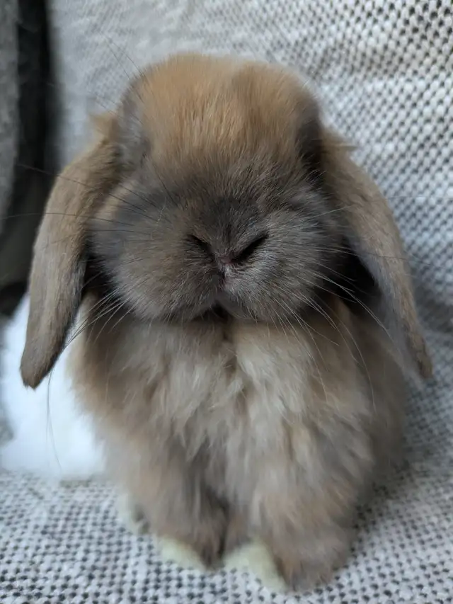 Purebred Holland Lop Doe - 8 Week Old Baby Bunny - Photo 3