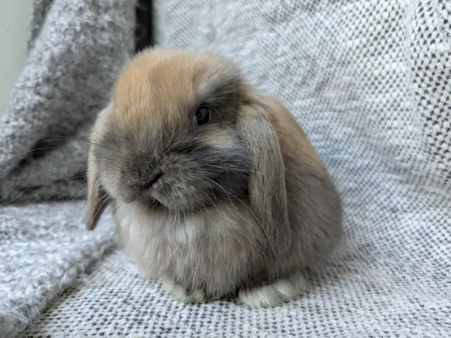 Purebred Holland Lop Doe - 8 Week Old Baby Bunny - Photo 4