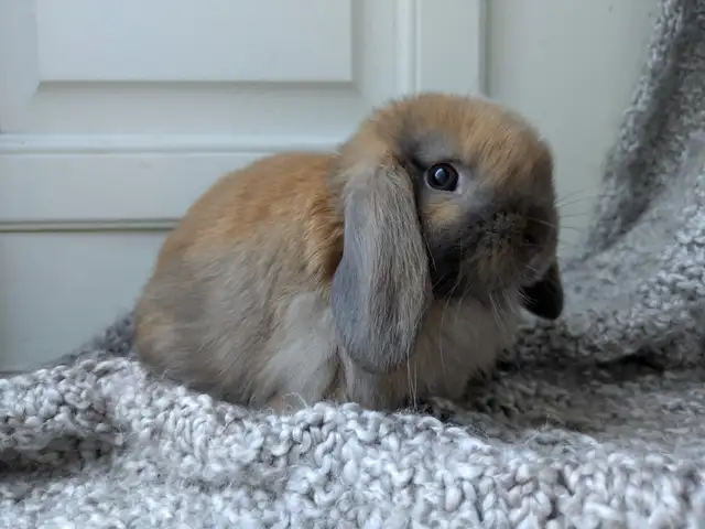 Purebred Holland Lop Doe - 8 Week Old Baby Bunny - Photo 5