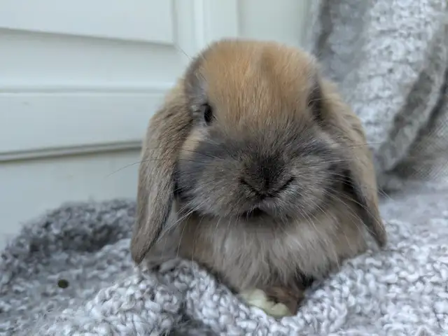 Purebred Holland Lop Doe - 8 Week Old Baby Bunny - Photo 6