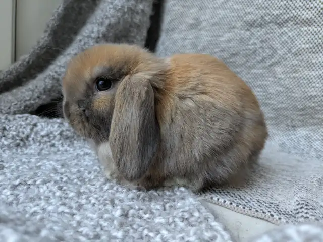 Purebred Holland Lop Doe - 8 Week Old Baby Bunny - Photo 7