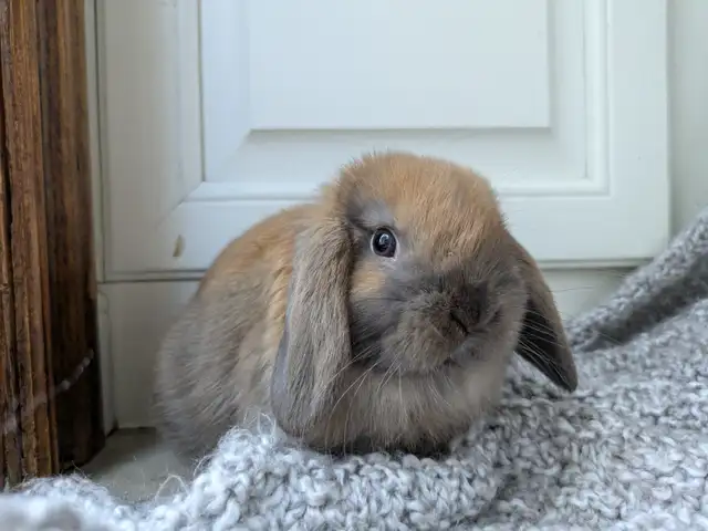 Purebred Holland Lop Doe - 8 Week Old Baby Bunny - Photo 8