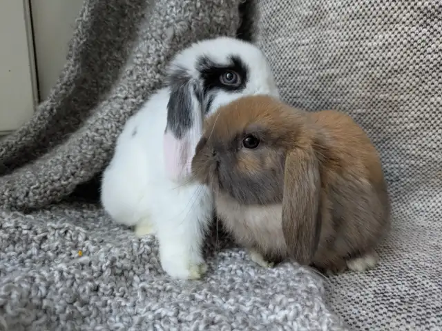 Purebred Holland Lop Doe - 8 Week Old Baby Bunny - Photo 9