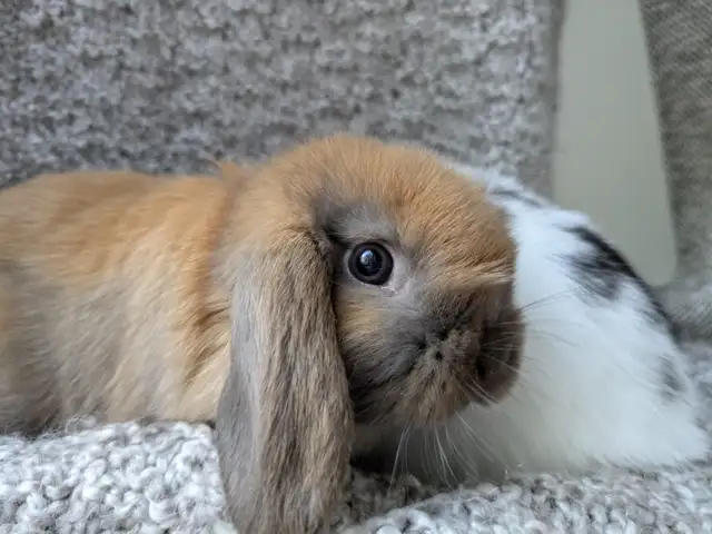 Purebred Holland Lop Doe - 8 Week Old Baby Bunny - Photo 10