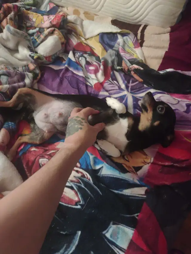 Chihuahua tricolores