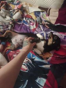 Chihuahua tricolores