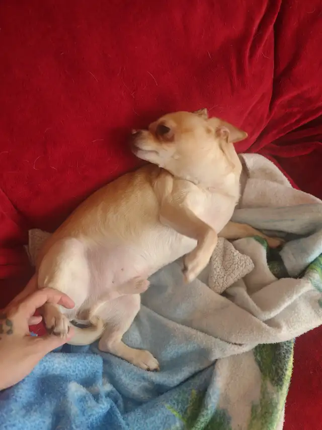 Chihuahua tricolores - Photo 2