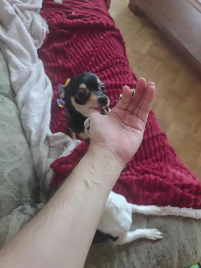 Chihuahua tricolores - Photo 3