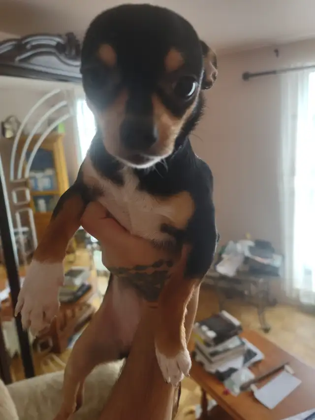 Chihuahua tricolores - Photo 4