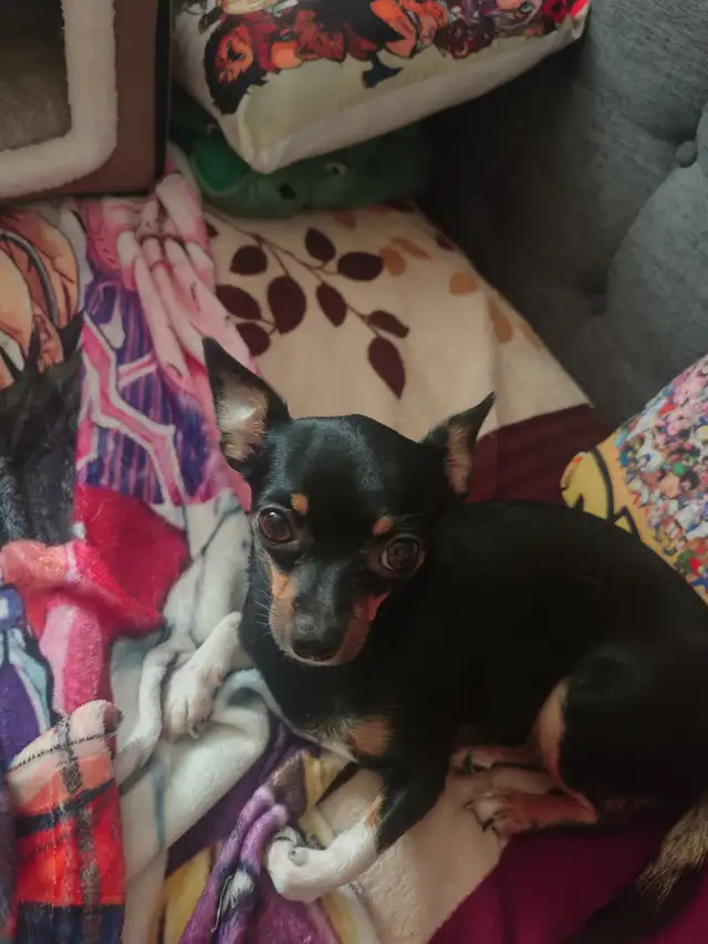 Chihuahua tricolores - Photo 5