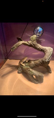 Bearded Dragon - Photo 2