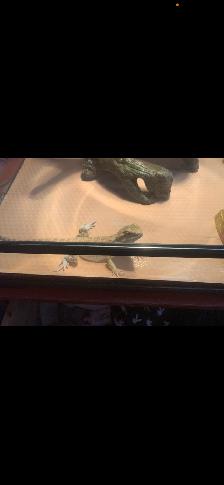 Bearded Dragon - Photo 3