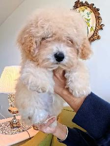 Toy Poodle - Photo 2