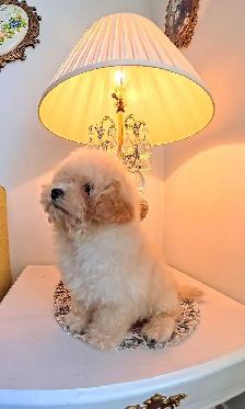 Toy Poodle - Photo 3