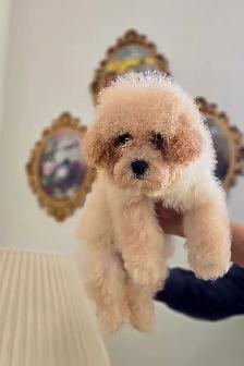 Toy Poodle - Photo 4