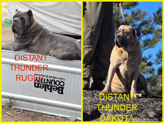 WORLD CLASS CANE CORSO PUPPIES
