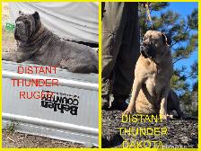 WORLD CLASS CANE CORSO PUPPIES