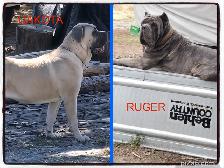WORLD CLASS CANE CORSO PUPPIES - Photo 2