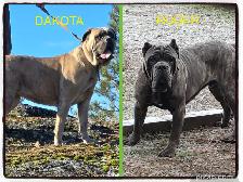 WORLD CLASS CANE CORSO PUPPIES - Photo 3