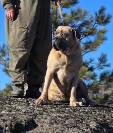 WORLD CLASS CANE CORSO PUPPIES - Photo 4