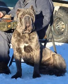 WORLD CLASS CANE CORSO PUPPIES - Photo 5