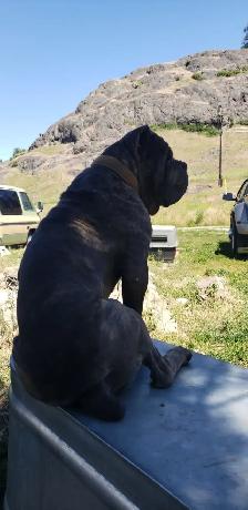 WORLD CLASS CANE CORSO PUPPIES - Photo 6