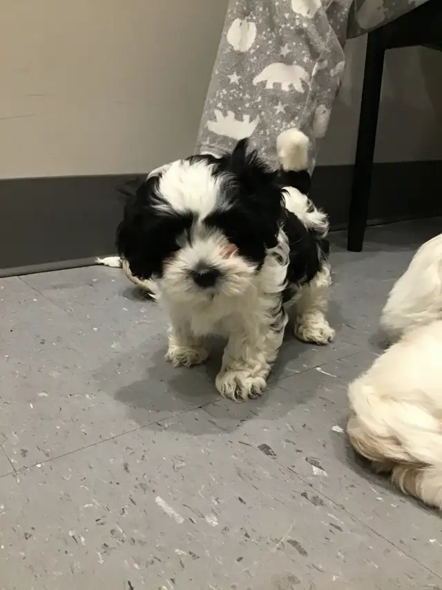 shihtzu /maltese