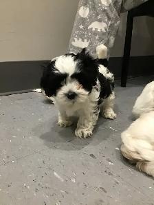 shihtzu /maltese