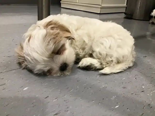 shihtzu /maltese - Photo 2