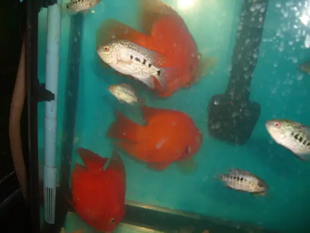 FOR SALE LARGE RED KING KONG PARROT FISH $60 EACH