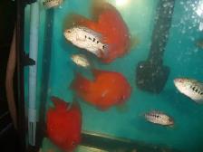 FOR SALE LARGE RED KING KONG PARROT FISH $60 EACH