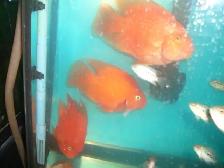 FOR SALE LARGE RED KING KONG PARROT FISH $60 EACH - Photo 2