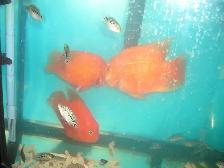 FOR SALE LARGE RED KING KONG PARROT FISH $60 EACH - Photo 3