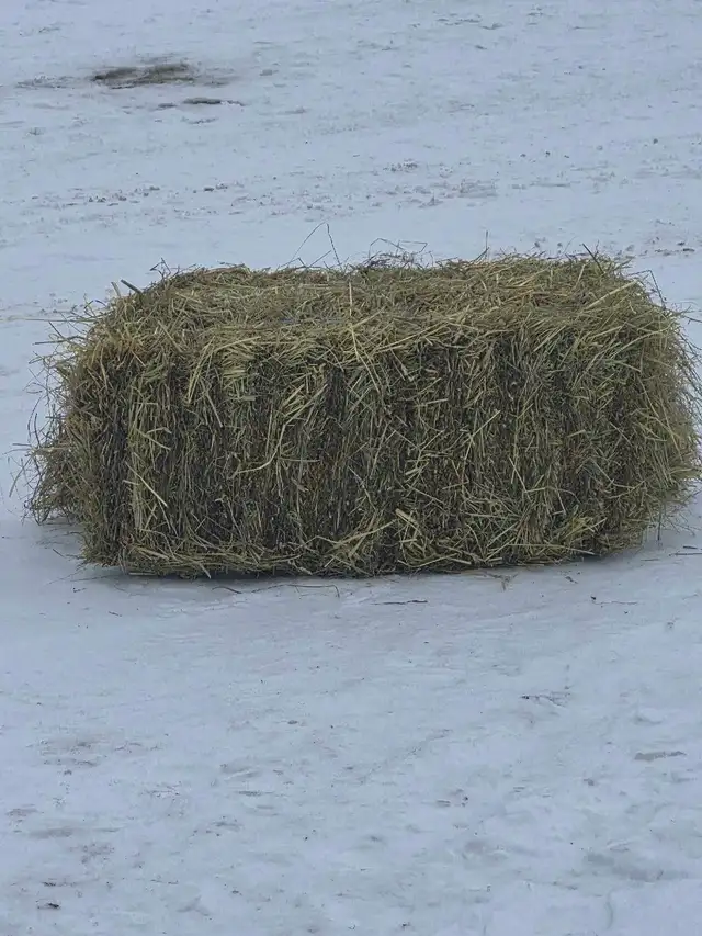 horse hay