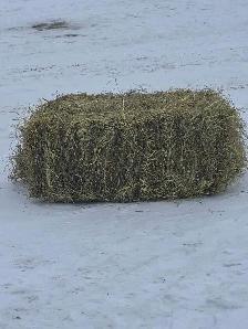 horse hay