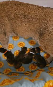 chatons Caracats - Photo 2