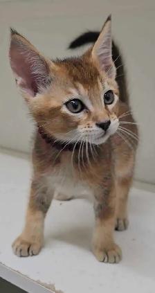 chatons Caracats - Photo 3