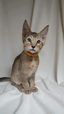 chatons Caracats - Photo 4