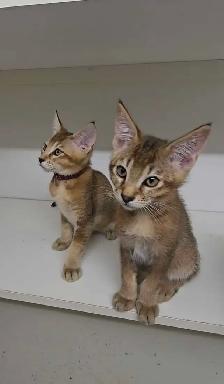 chatons Caracats - Photo 5