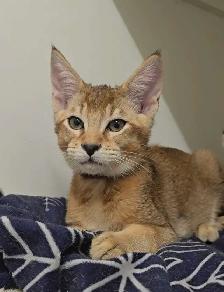 chatons Caracats - Photo 6