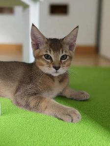 chatons Caracats - Photo 7