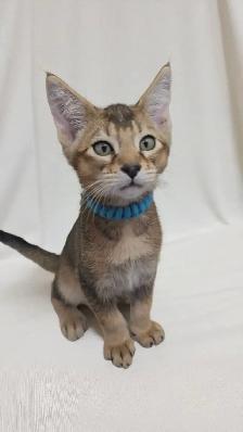 chatons Caracats - Photo 9