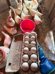 purebred leghorn hatching eggs - Photo 2