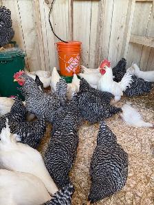 purebred leghorn hatching eggs - Photo 3