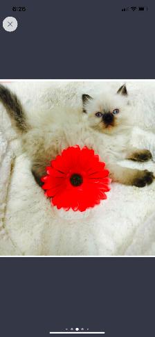 GORGEOUS BABY RAGDOLLS! BICOLOR RAGDOLLS AVAILABLE!$! - Photo 8