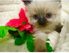 GORGEOUS BABY RAGDOLLS! BICOLOR RAGDOLLS AVAILABLE!$! - Photo 9