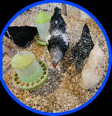 Jeunes poules - Photo 2